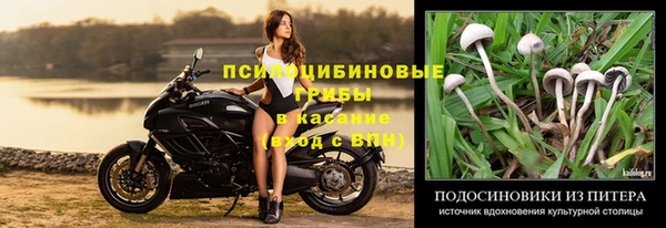 стаф Барнаул